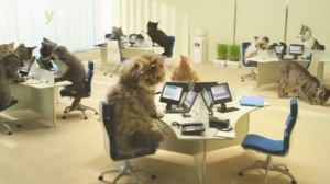 lolcat-office-bouygues-telecom
